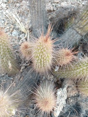 Trichocereus strigosus