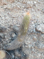 Trichocereus strigosus