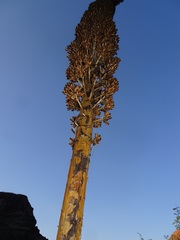 Agave utahensis kaibabensis