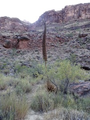 Agave utahensis kaibabensis