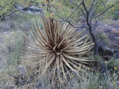 Agave utahensis kaibabensis