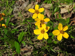 Sclerocarpus uniserialis