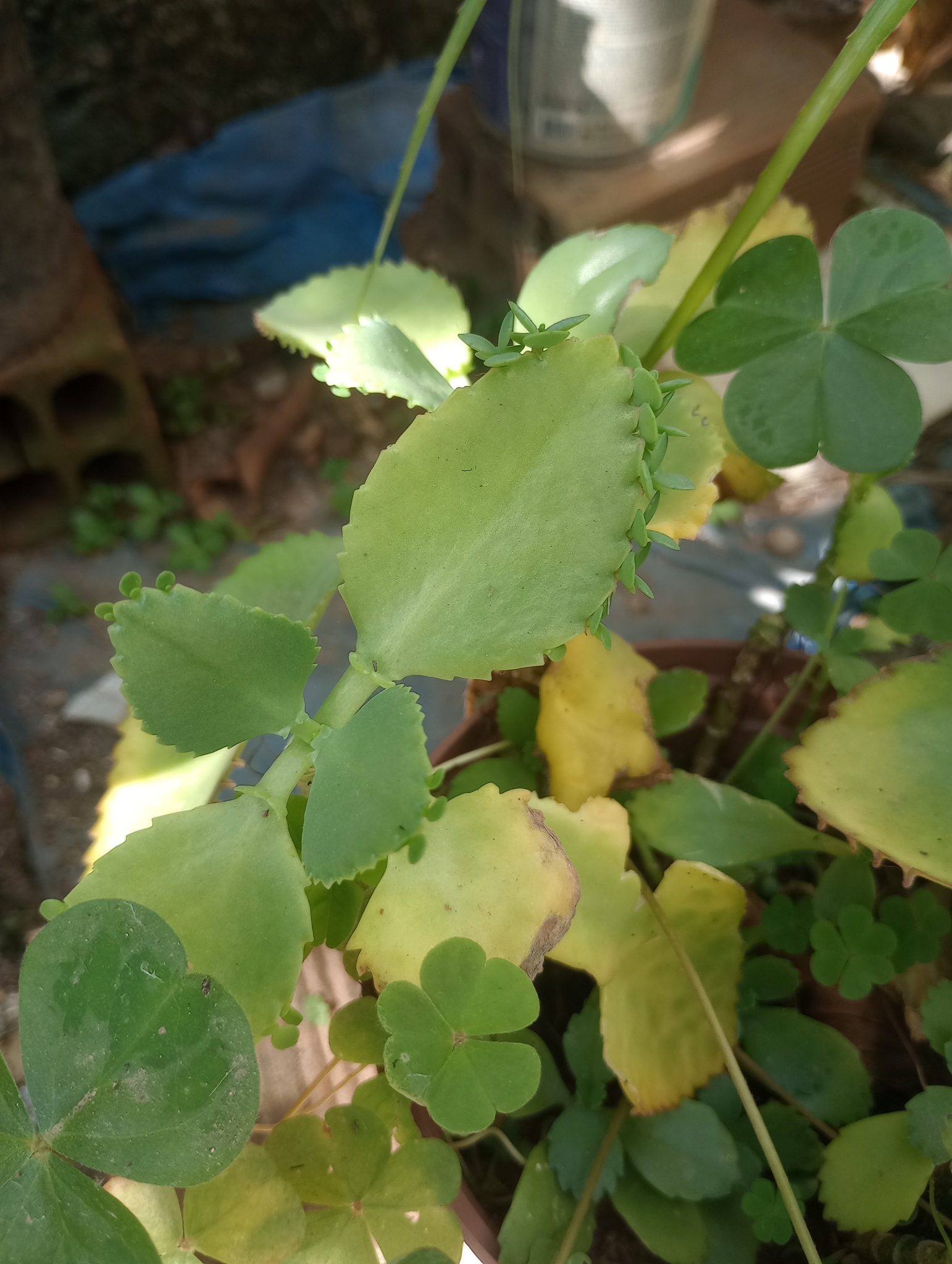 Kalanchoe laetivirens
