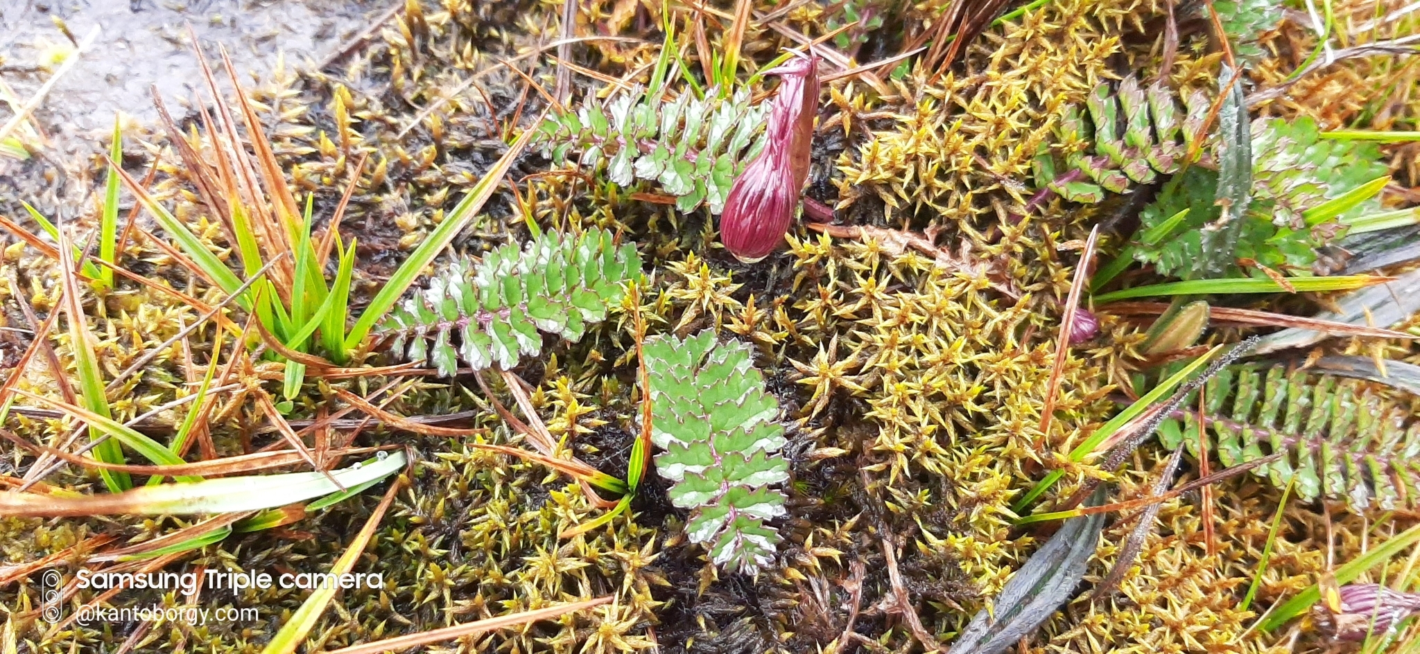 Dorobaea pimpinellifolia image