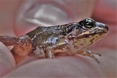 Leucostethus fraterdanieli