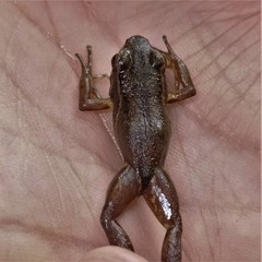 Leucostethus fraterdanieli