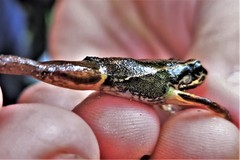 Leucostethus fraterdanieli
