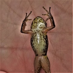 Leucostethus fraterdanieli