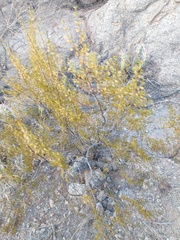 Larrea cuneifolia