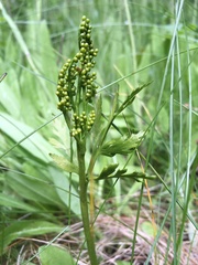 Botrychium lanceolatum