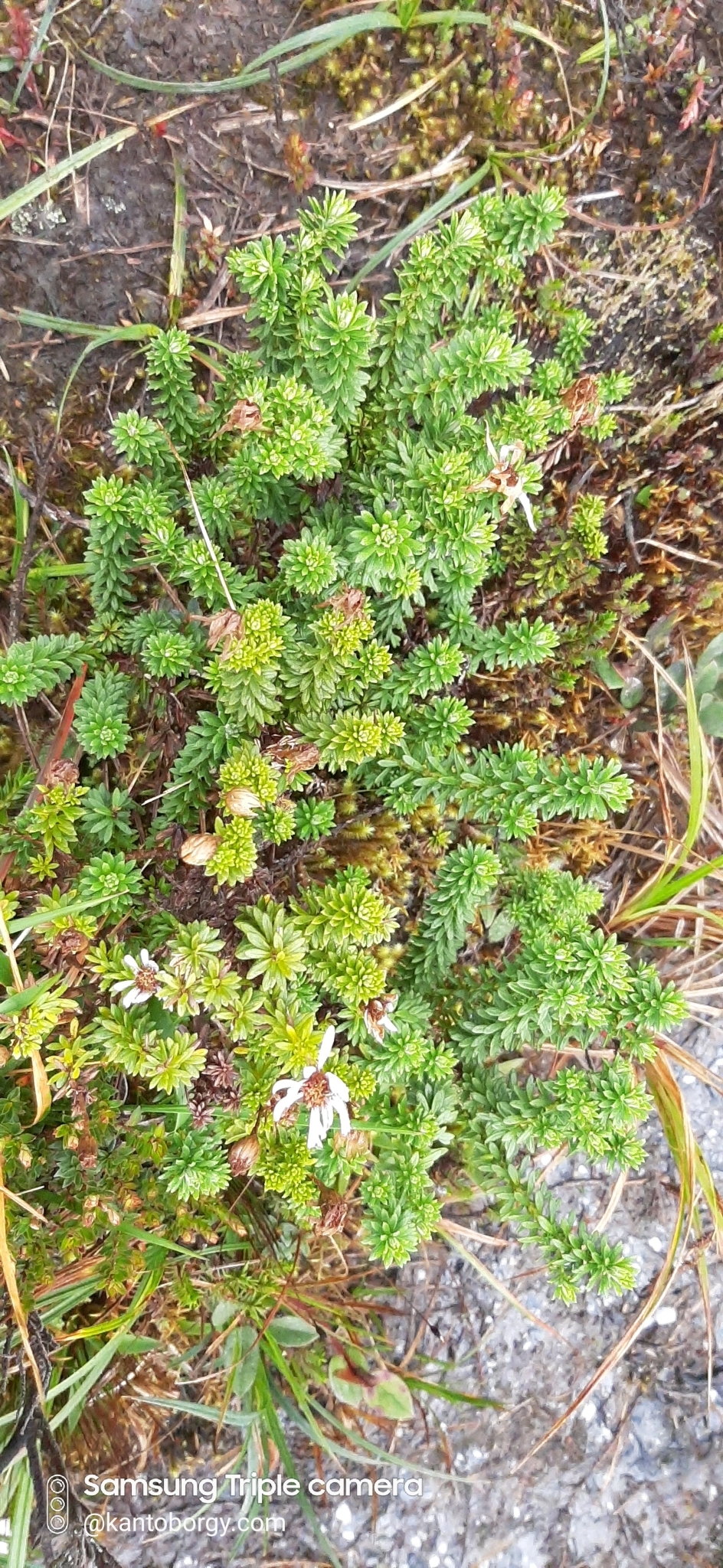 Diplostephium oblanceolatum image