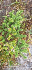 Diplostephium oblanceolatum