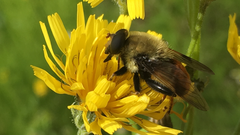 Sericomyia flagrans