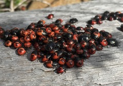 Sehirus cinctus albonotatus