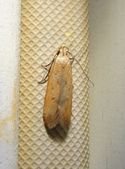 Anacampsis fullonella