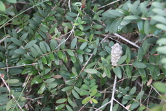 Melaleuca hypericifolia
