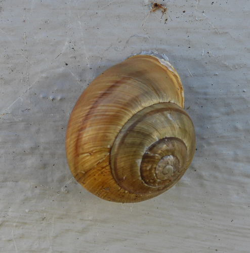 Arianta arbustorum arbustorum