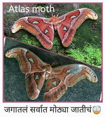 Attacus taprobanis