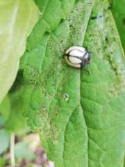 Epilachna nigrocincta