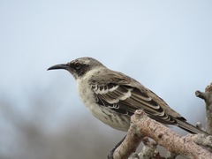 Mimus parvulus bauri