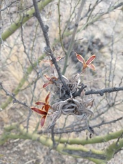 Tillandsia gilliesii