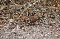 Zenaida galapagoensis