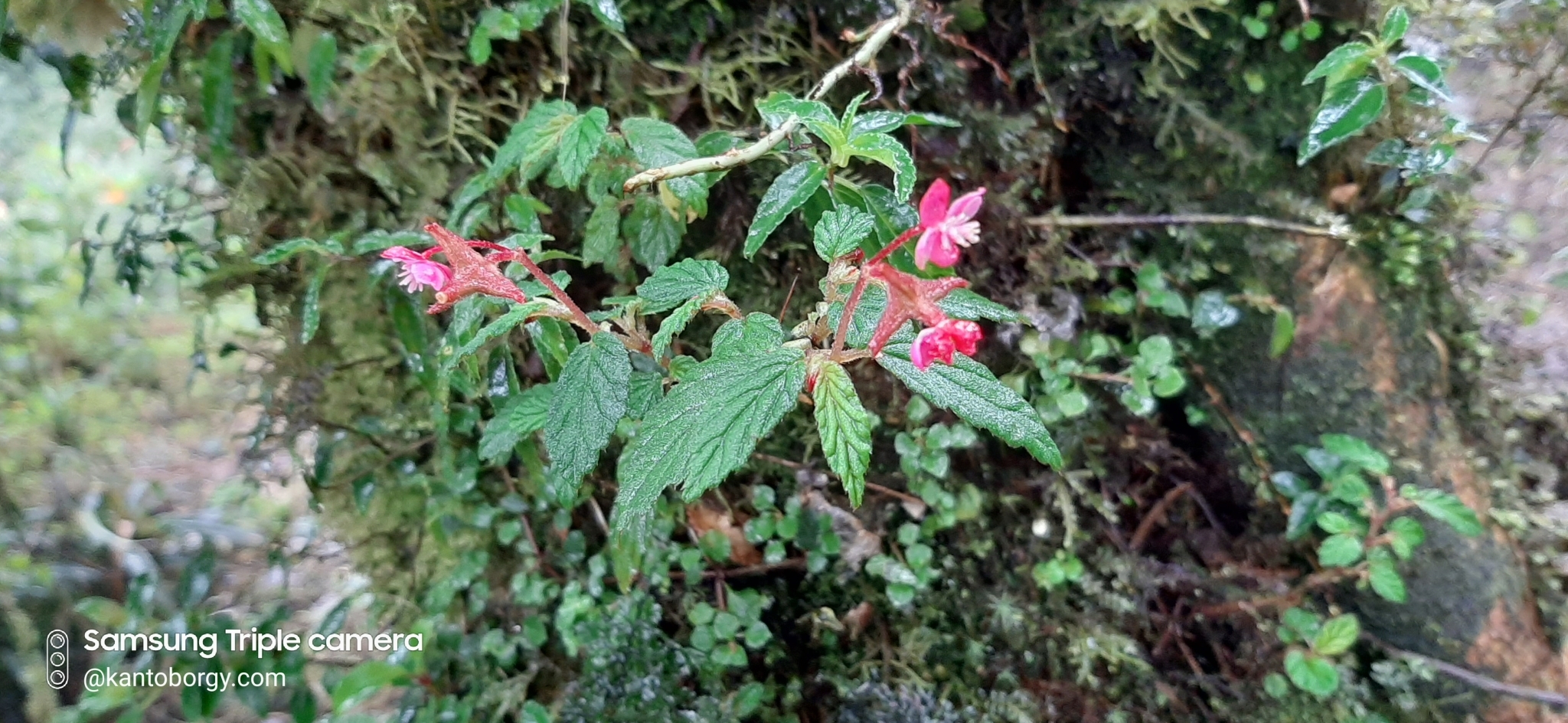 Begonia urticae image