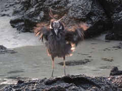 Nyctanassa violacea pauper
