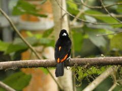 Ramphocelus flammigerus flammigerus