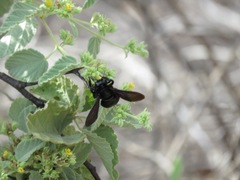 Xylocopa darwini