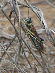 Schistocerca melanocera