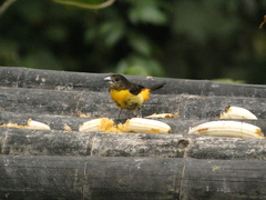 Ramphocelus flammigerus flammigerus