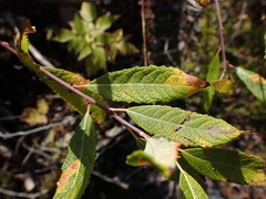 Spiraea alba alba
