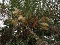 Cocoseae