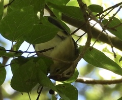 Setophaga castanea