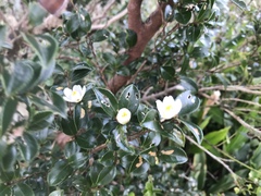 Theaceae