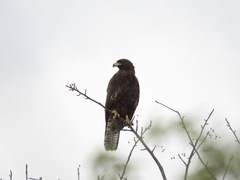 Buteo galapagoensis