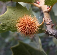 Cynips acraspiformis