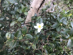 Theaceae
