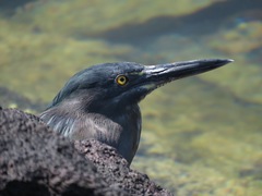 Butorides striata sundevalli