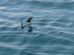 Oceanites gracilis