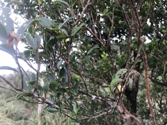 Theaceae