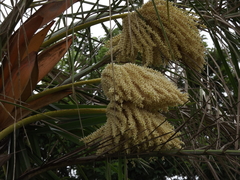 Cocoseae