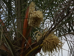 Cocoseae