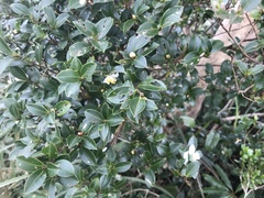 Theaceae