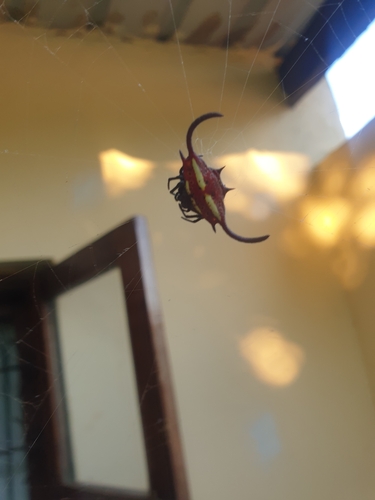 Scimitar-horn Kitespider