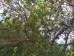 Eugenia pyriformis