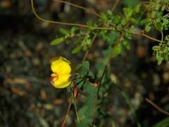 Bossiaea rhombifolia