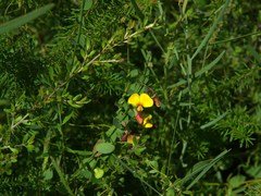 Bossiaea rhombifolia
