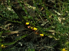 Bossiaea rhombifolia